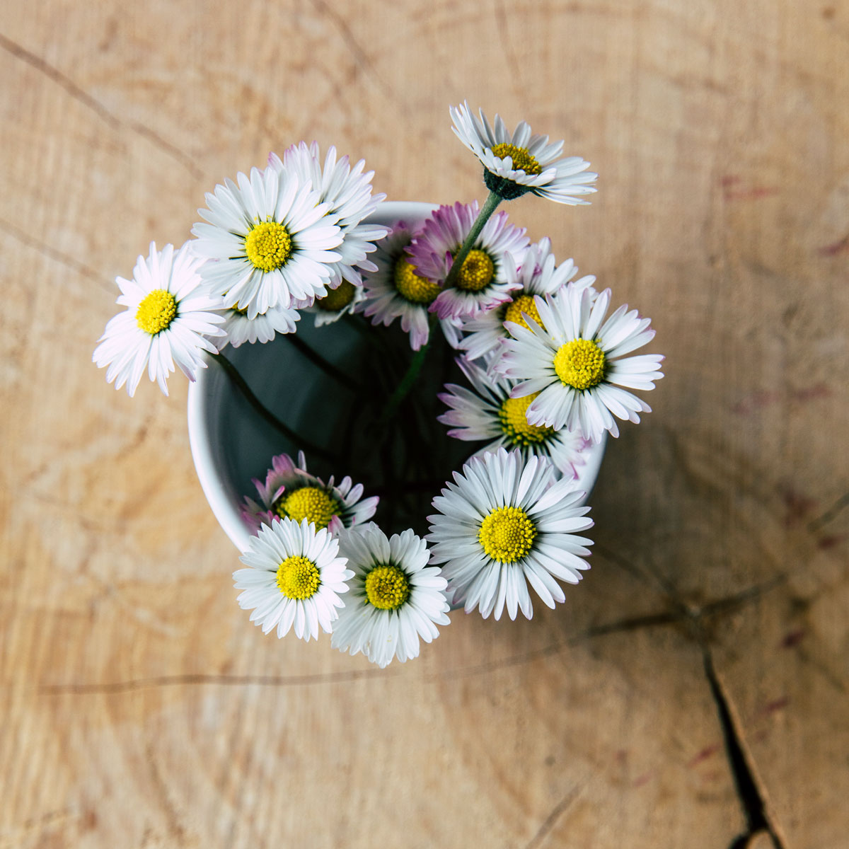 Gänseblümchen